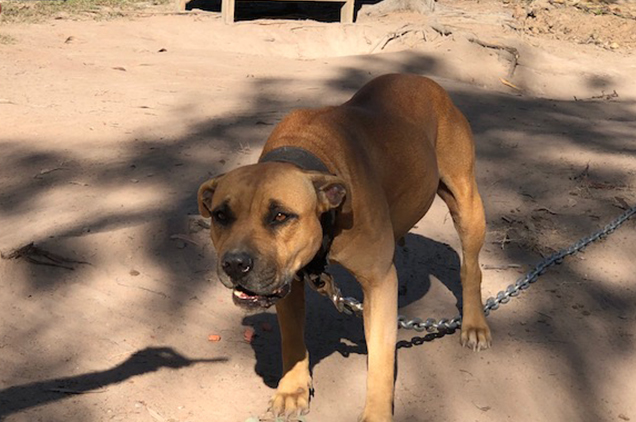 rspca investigations into dog fighting